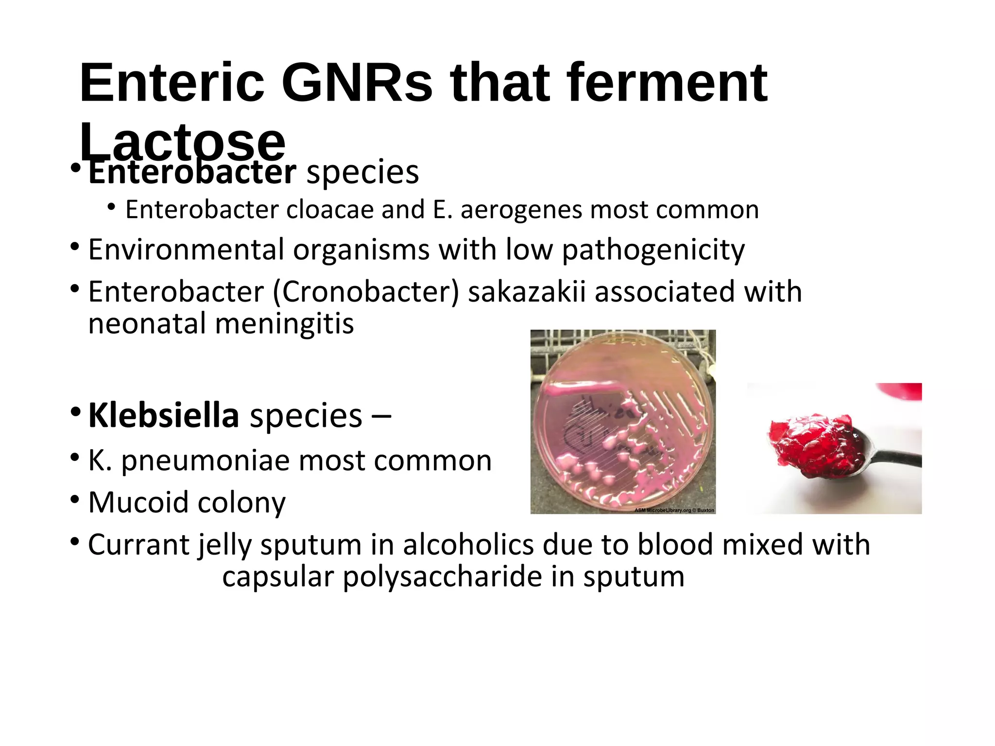 Enteric GNRs that ferment
Lactose•Enterobacter species
• Enterobacter cloacae and E. aerogenes most common
• Environmental organisms with low pathogenicity
• Enterobacter (Cronobacter) sakazakii associated with
neonatal meningitis
•Klebsiella species –
• K. pneumoniae most common
• Mucoid colony
• Currant jelly sputum in alcoholics due to blood mixed with
capsular polysaccharide in sputum
 