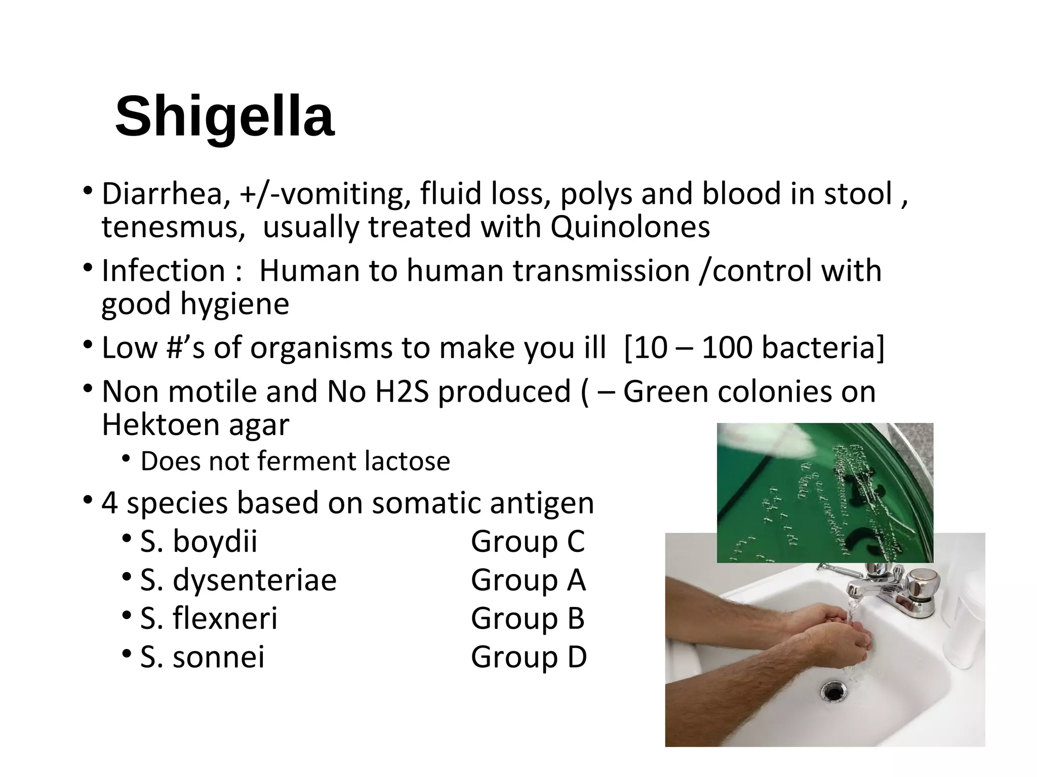 Shigella
• Diarrhea, +/-vomiting, fluid loss, polys and blood in stool ,
tenesmus, usually treated with Quinolones
• Infection : Human to human transmission /control with
good hygiene
• Low #’s of organisms to make you ill [10 – 100 bacteria]
• Non motile and No H2S produced ( – Green colonies on
Hektoen agar
• Does not ferment lactose
• 4 species based on somatic antigen
• S. boydii Group C
• S. dysenteriae Group A
• S. flexneri Group B
• S. sonnei Group D
 