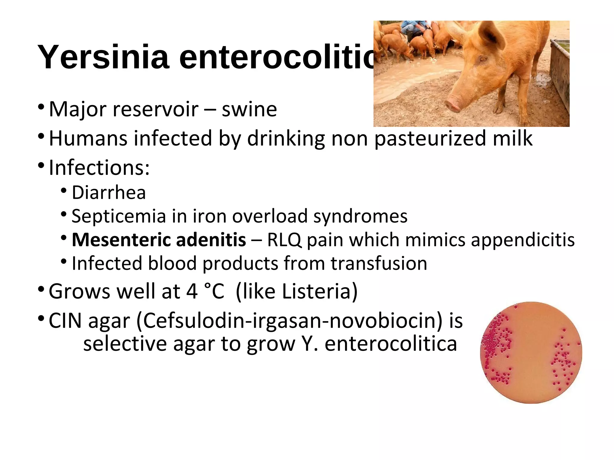 Yersinia enterocolitica
•Major reservoir – swine
•Humans infected by drinking non pasteurized milk
•Infections:
• Diarrhea
• Septicemia in iron overload syndromes
• Mesenteric adenitis – RLQ pain which mimics appendicitis
• Infected blood products from transfusion
•Grows well at 4 °C (like Listeria)
•CIN agar (Cefsulodin-irgasan-novobiocin) is
selective agar to grow Y. enterocolitica
 