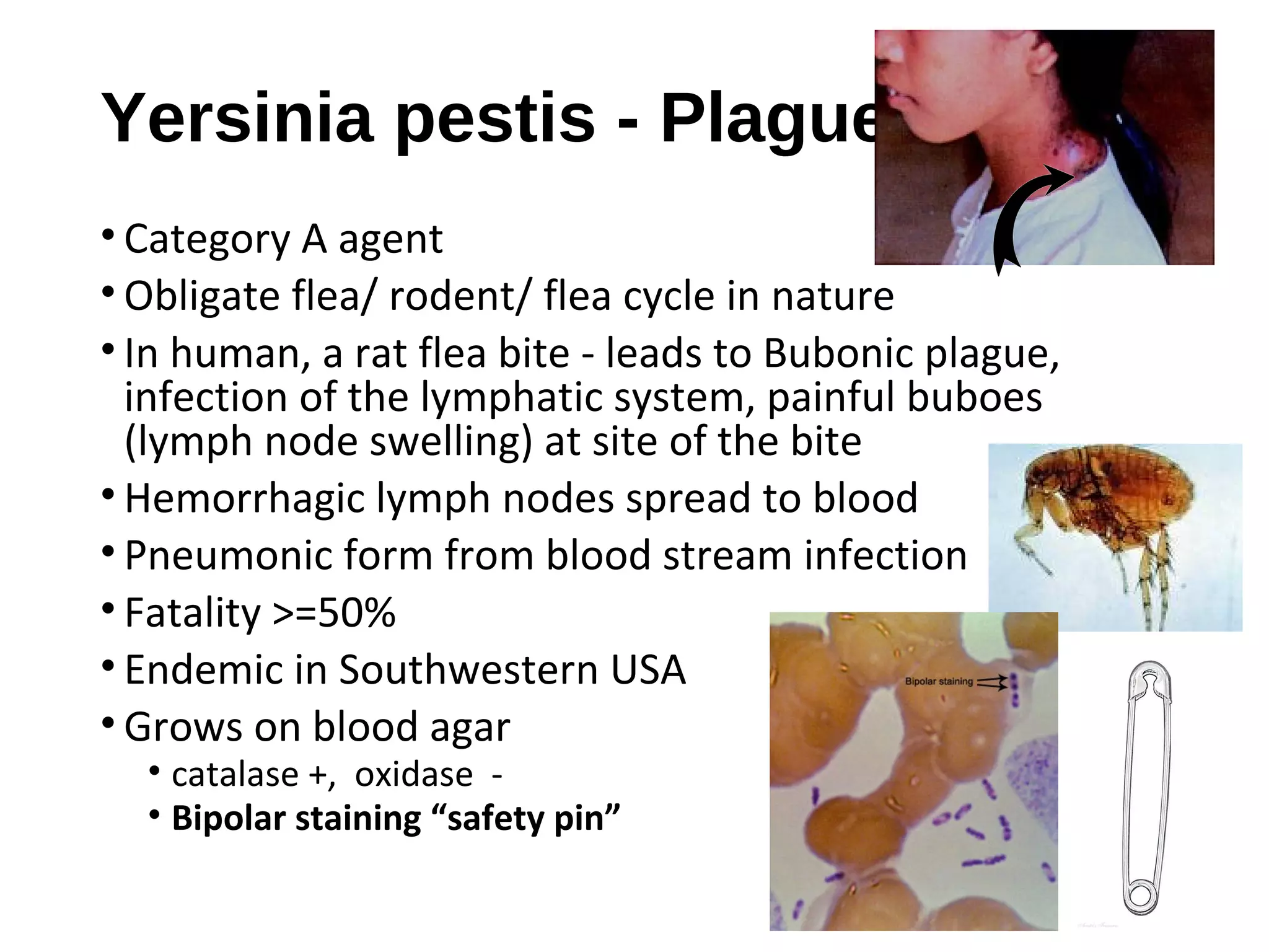 Yersinia pestis - Plague
• Category A agent
• Obligate flea/ rodent/ flea cycle in nature
• In human, a rat flea bite - leads to Bubonic plague,
infection of the lymphatic system, painful buboes
(lymph node swelling) at site of the bite
• Hemorrhagic lymph nodes spread to blood
• Pneumonic form from blood stream infection
• Fatality >=50%
• Endemic in Southwestern USA
• Grows on blood agar
• catalase +, oxidase -
• Bipolar staining “safety pin”
 