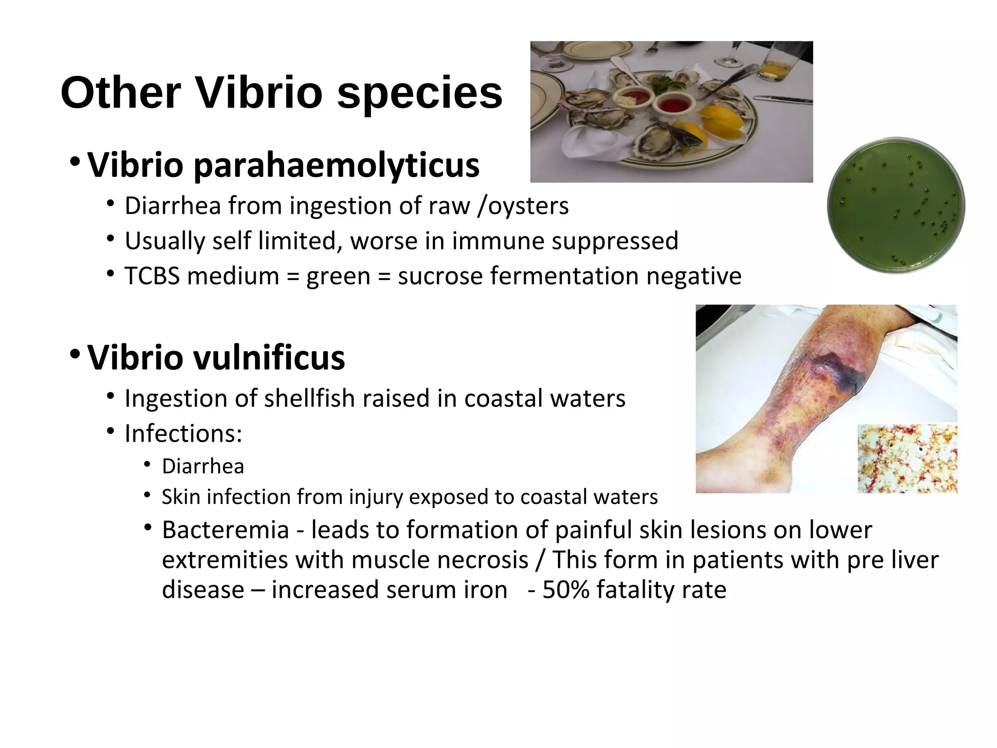 Other Vibrio species
•Vibrio parahaemolyticus
• Diarrhea from ingestion of raw /oysters
• Usually self limited, worse in immune suppressed
• TCBS medium = green = sucrose fermentation negative
•Vibrio vulnificus
• Ingestion of shellfish raised in coastal waters
• Infections:
• Diarrhea
• Skin infection from injury exposed to coastal waters
• Bacteremia - leads to formation of painful skin lesions on lower
extremities with muscle necrosis / This form in patients with pre liver
disease – increased serum iron - 50% fatality rate
 
