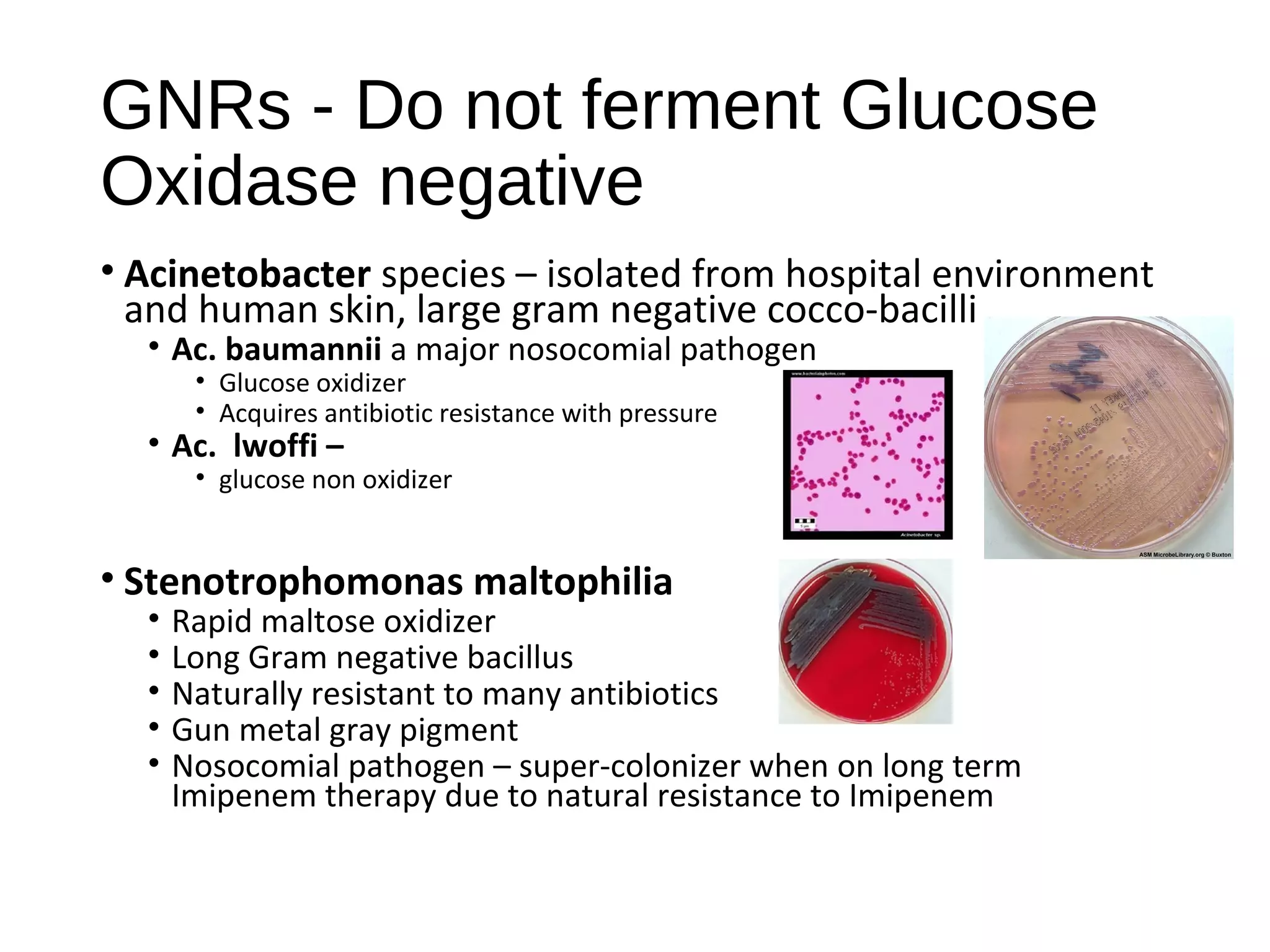 GNRs - Do not ferment Glucose
Oxidase negative
• Acinetobacter species – isolated from hospital environment
and human skin, large gram negative cocco-bacilli
• Ac. baumannii a major nosocomial pathogen
• Glucose oxidizer
• Acquires antibiotic resistance with pressure
• Ac. lwoffi –
• glucose non oxidizer
• Stenotrophomonas maltophilia
• Rapid maltose oxidizer
• Long Gram negative bacillus
• Naturally resistant to many antibiotics
• Gun metal gray pigment
• Nosocomial pathogen – super-colonizer when on long term
Imipenem therapy due to natural resistance to Imipenem
 
