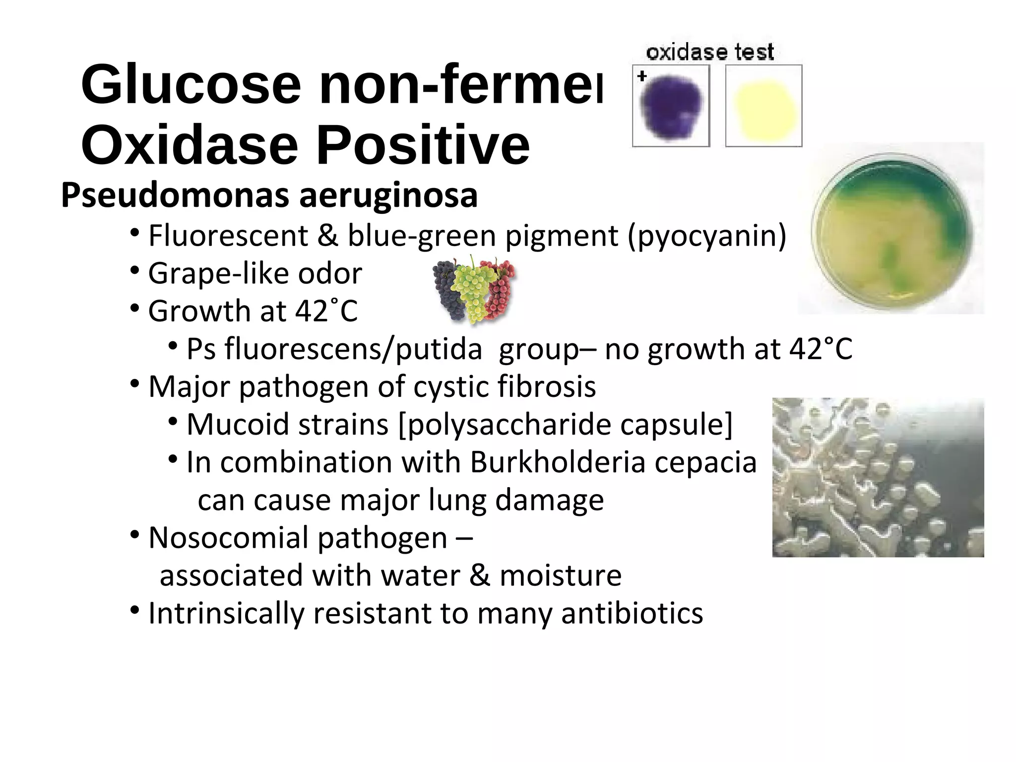 Glucose non-fermenter
Oxidase Positive
Pseudomonas aeruginosa
• Fluorescent & blue-green pigment (pyocyanin)
• Grape-like odor
• Growth at 42˚C
• Ps fluorescens/putida group– no growth at 42°C
• Major pathogen of cystic fibrosis
• Mucoid strains [polysaccharide capsule]
• In combination with Burkholderia cepacia
can cause major lung damage
• Nosocomial pathogen –
associated with water & moisture
• Intrinsically resistant to many antibiotics
 