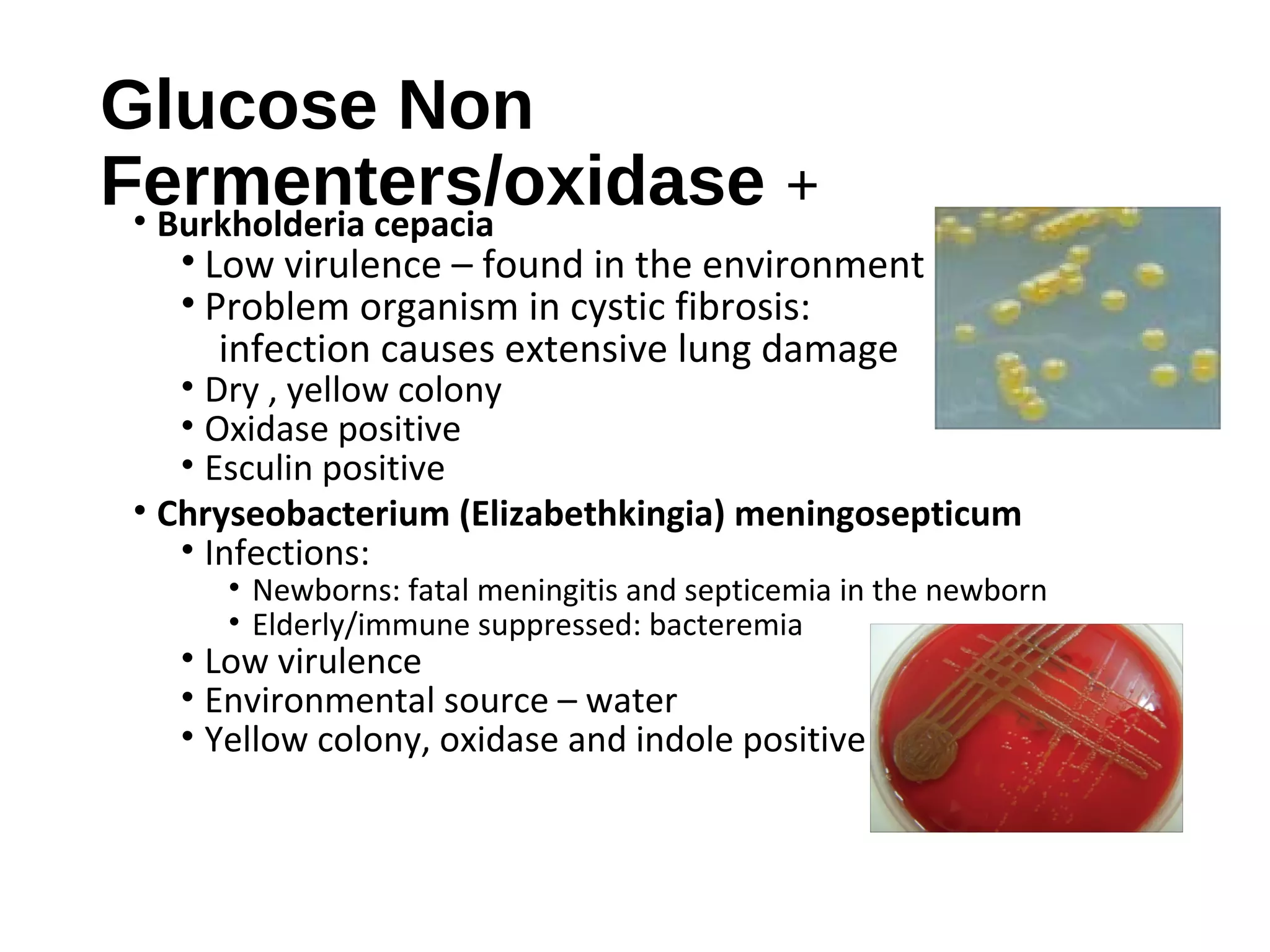 Glucose Non
Fermenters/oxidase +
• Burkholderia cepacia
• Low virulence – found in the environment
• Problem organism in cystic fibrosis:
infection causes extensive lung damage
• Dry , yellow colony
• Oxidase positive
• Esculin positive
• Chryseobacterium (Elizabethkingia) meningosepticum
• Infections:
• Newborns: fatal meningitis and septicemia in the newborn
• Elderly/immune suppressed: bacteremia
• Low virulence
• Environmental source – water
• Yellow colony, oxidase and indole positive
 