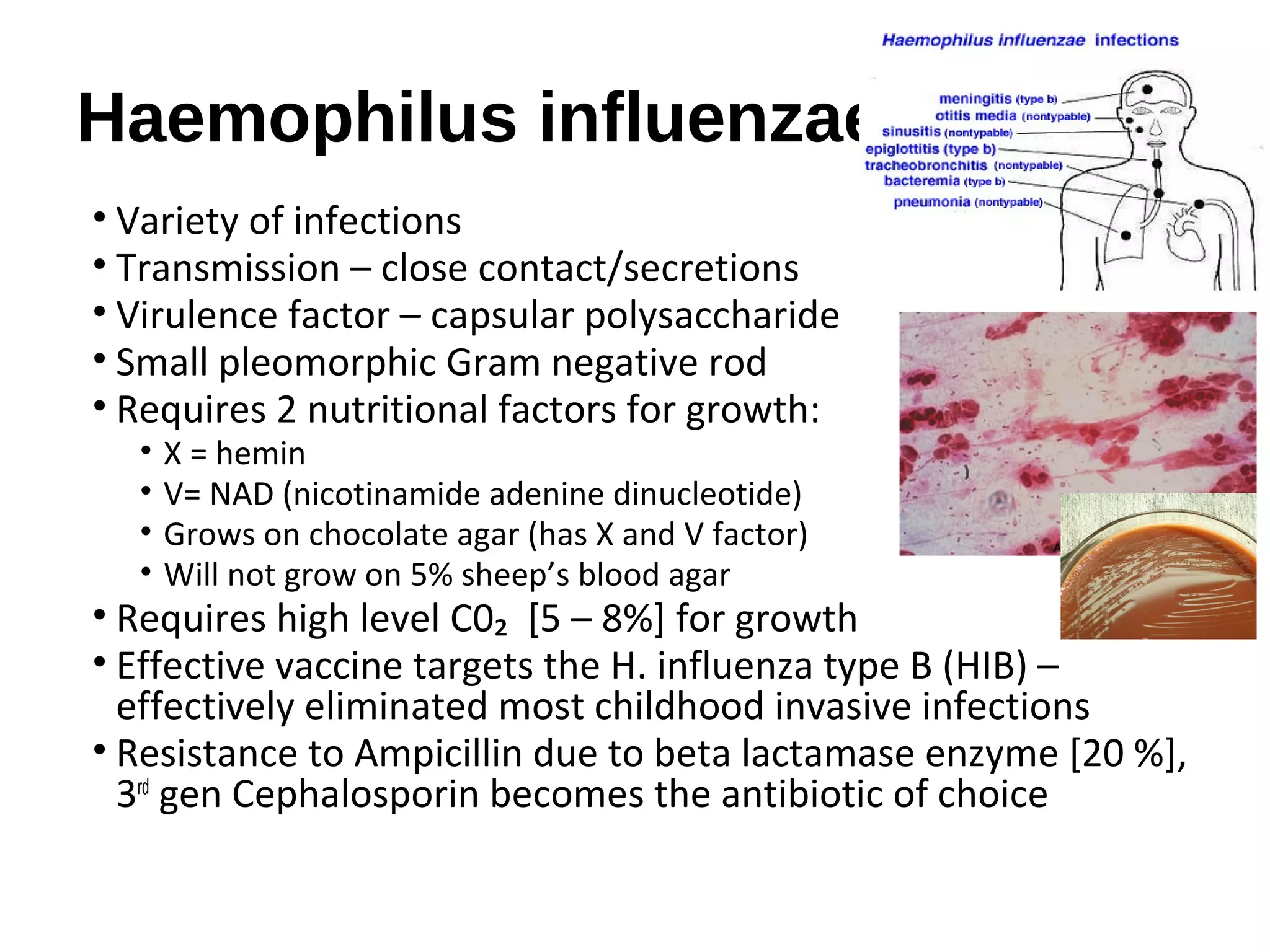 Haemophilus influenzae
• Variety of infections
• Transmission – close contact/secretions
• Virulence factor – capsular polysaccharide
• Small pleomorphic Gram negative rod
• Requires 2 nutritional factors for growth:
• X = hemin
• V= NAD (nicotinamide adenine dinucleotide)
• Grows on chocolate agar (has X and V factor)
• Will not grow on 5% sheep’s blood agar
• Requires high level C0₂ [5 – 8%] for growth
• Effective vaccine targets the H. influenza type B (HIB) –
effectively eliminated most childhood invasive infections
• Resistance to Ampicillin due to beta lactamase enzyme [20 %],
3rd
gen Cephalosporin becomes the antibiotic of choice
 