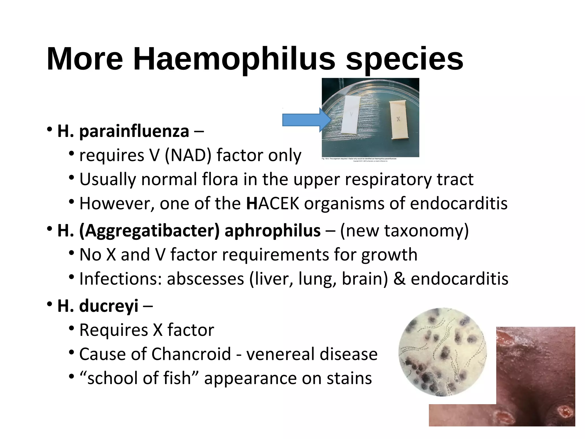 More Haemophilus species
• H. parainfluenza –
• requires V (NAD) factor only
• Usually normal flora in the upper respiratory tract
• However, one of the HACEK organisms of endocarditis
• H. (Aggregatibacter) aphrophilus – (new taxonomy)
• No X and V factor requirements for growth
• Infections: abscesses (liver, lung, brain) & endocarditis
• H. ducreyi –
• Requires X factor
• Cause of Chancroid - venereal disease
• “school of fish” appearance on stains
 
