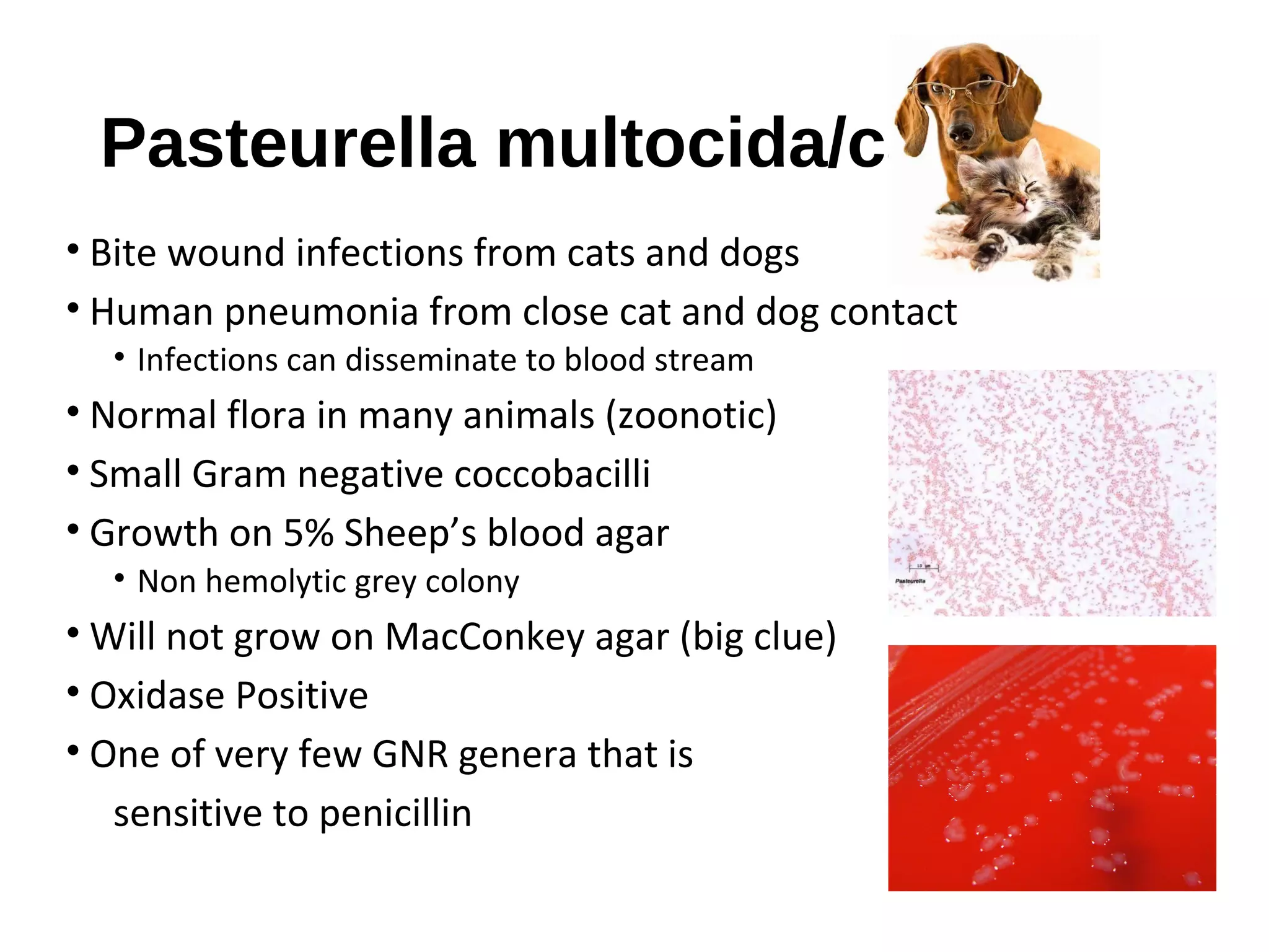 Pasteurella multocida/canis
• Bite wound infections from cats and dogs
• Human pneumonia from close cat and dog contact
• Infections can disseminate to blood stream
• Normal flora in many animals (zoonotic)
• Small Gram negative coccobacilli
• Growth on 5% Sheep’s blood agar
• Non hemolytic grey colony
• Will not grow on MacConkey agar (big clue)
• Oxidase Positive
• One of very few GNR genera that is
sensitive to penicillin
 
