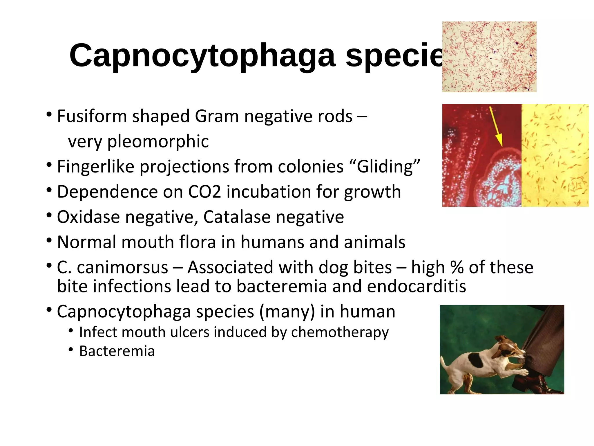 Capnocytophaga species
• Fusiform shaped Gram negative rods –
very pleomorphic
• Fingerlike projections from colonies “Gliding”
• Dependence on CO2 incubation for growth
• Oxidase negative, Catalase negative
• Normal mouth flora in humans and animals
• C. canimorsus – Associated with dog bites – high % of these
bite infections lead to bacteremia and endocarditis
• Capnocytophaga species (many) in human
• Infect mouth ulcers induced by chemotherapy
• Bacteremia
 