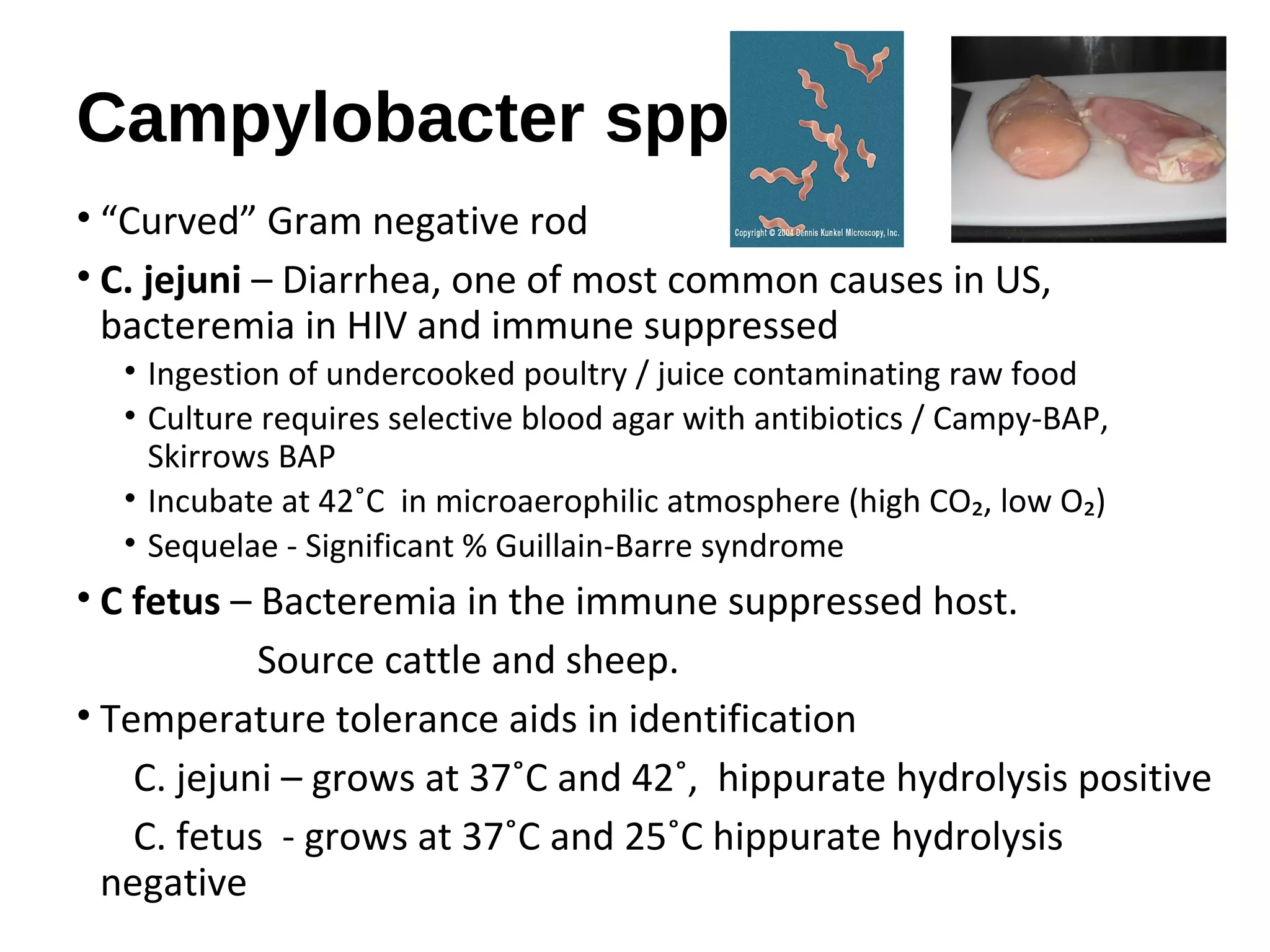 Campylobacter spp.
• “Curved” Gram negative rod
• C. jejuni – Diarrhea, one of most common causes in US,
bacteremia in HIV and immune suppressed
• Ingestion of undercooked poultry / juice contaminating raw food
• Culture requires selective blood agar with antibiotics / Campy-BAP,
Skirrows BAP
• Incubate at 42˚C in microaerophilic atmosphere (high CO₂, low O₂)
• Sequelae - Significant % Guillain-Barre syndrome
• C fetus – Bacteremia in the immune suppressed host.
Source cattle and sheep.
• Temperature tolerance aids in identification
C. jejuni – grows at 37˚C and 42˚, hippurate hydrolysis positive
C. fetus - grows at 37˚C and 25˚C hippurate hydrolysis
negative
 