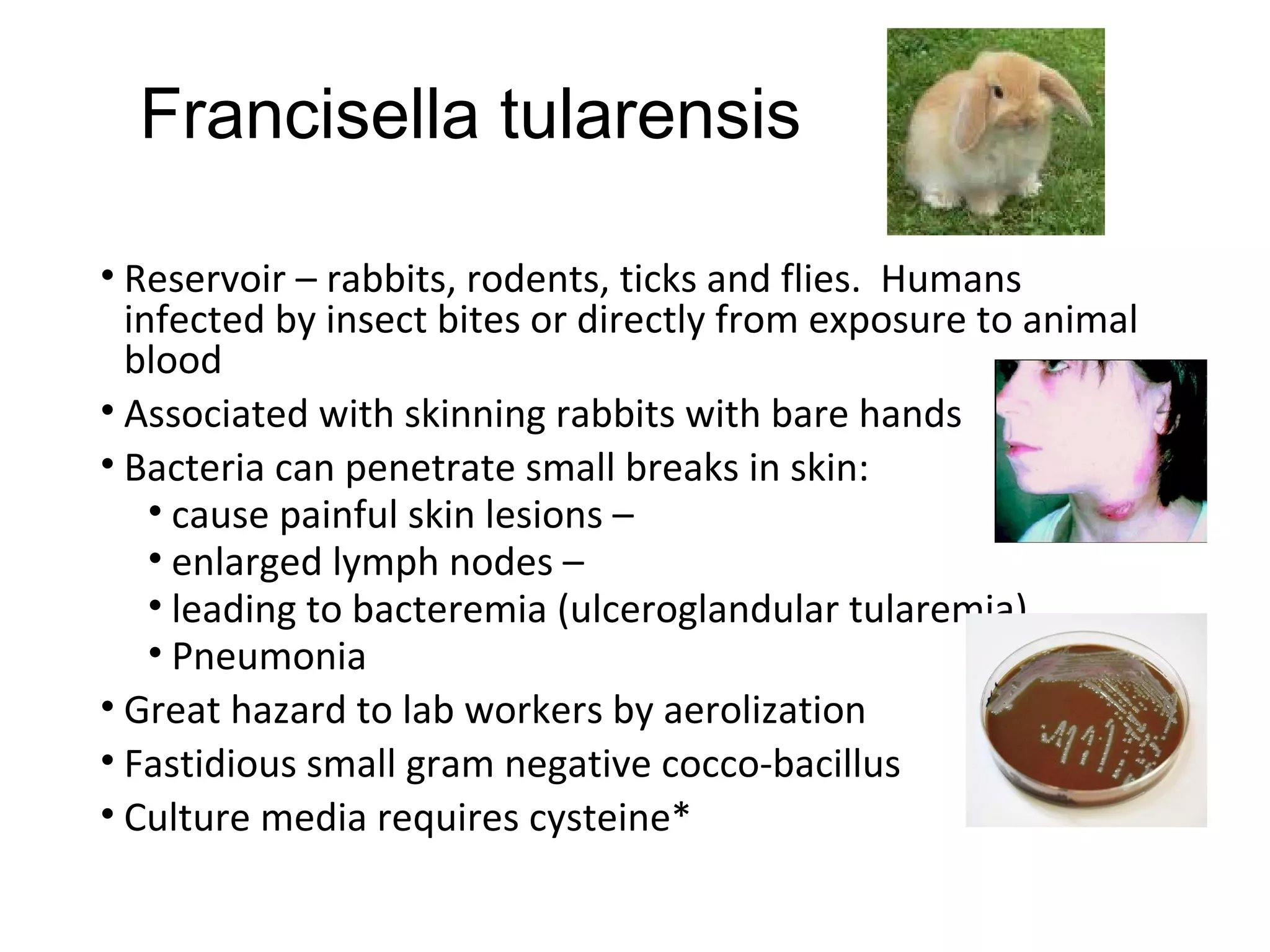 • Reservoir – rabbits, rodents, ticks and flies. Humans
infected by insect bites or directly from exposure to animal
blood
• Associated with skinning rabbits with bare hands
• Bacteria can penetrate small breaks in skin:
• cause painful skin lesions –
• enlarged lymph nodes –
• leading to bacteremia (ulceroglandular tularemia)
• Pneumonia
• Great hazard to lab workers by aerolization
• Fastidious small gram negative cocco-bacillus
• Culture media requires cysteine*
Francisella tularensis
 