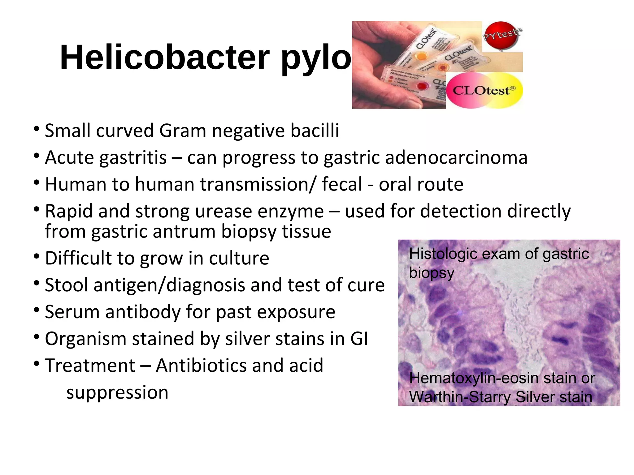 Helicobacter pylori
• Small curved Gram negative bacilli
• Acute gastritis – can progress to gastric adenocarcinoma
• Human to human transmission/ fecal - oral route
• Rapid and strong urease enzyme – used for detection directly
from gastric antrum biopsy tissue
• Difficult to grow in culture
• Stool antigen/diagnosis and test of cure
• Serum antibody for past exposure
• Organism stained by silver stains in GI
• Treatment – Antibiotics and acid
suppression
Histologic exam of gastric
biopsy
Hematoxylin-eosin stain or
Warthin-Starry Silver stain
 