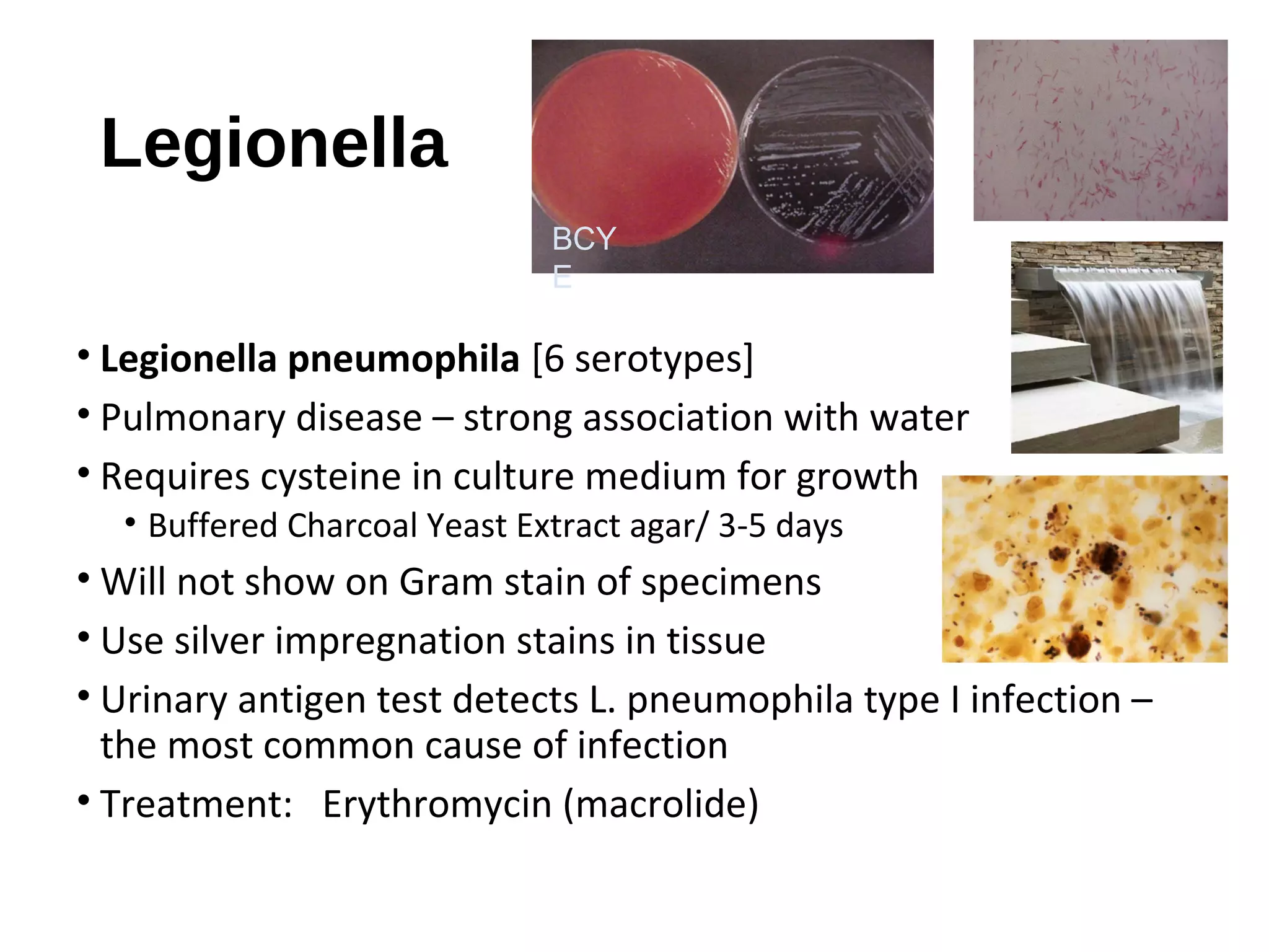 Legionella
• Legionella pneumophila [6 serotypes]
• Pulmonary disease – strong association with water
• Requires cysteine in culture medium for growth
• Buffered Charcoal Yeast Extract agar/ 3-5 days
• Will not show on Gram stain of specimens
• Use silver impregnation stains in tissue
• Urinary antigen test detects L. pneumophila type I infection –
the most common cause of infection
• Treatment: Erythromycin (macrolide)
BCY
E
 