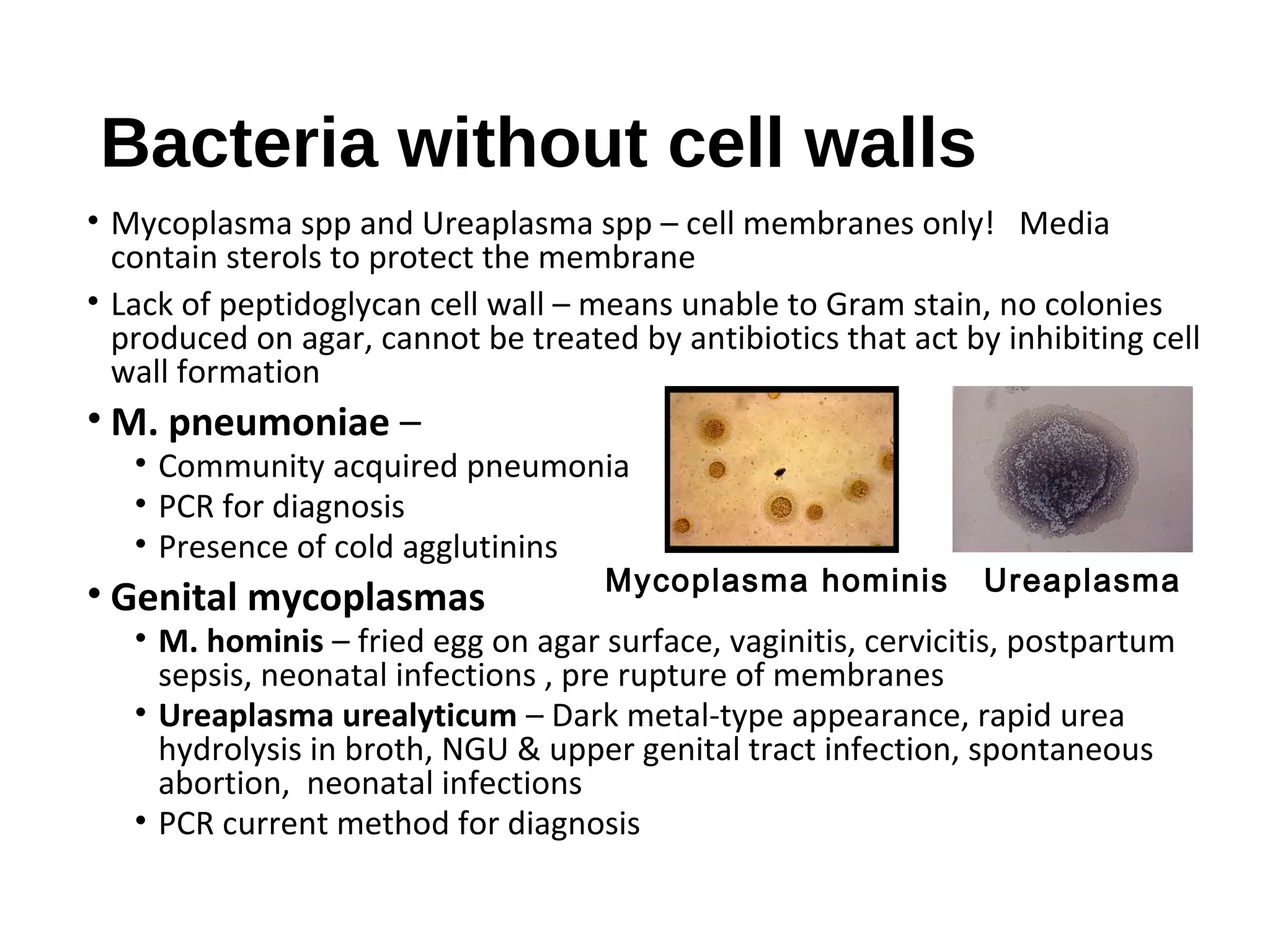 Bacteria without cell walls
• Mycoplasma spp and Ureaplasma spp – cell membranes only! Media
contain sterols to protect the membrane
• Lack of peptidoglycan cell wall – means unable to Gram stain, no colonies
produced on agar, cannot be treated by antibiotics that act by inhibiting cell
wall formation
• M. pneumoniae –
• Community acquired pneumonia
• PCR for diagnosis
• Presence of cold agglutinins
• Genital mycoplasmas
• M. hominis – fried egg on agar surface, vaginitis, cervicitis, postpartum
sepsis, neonatal infections , pre rupture of membranes
• Ureaplasma urealyticum – Dark metal-type appearance, rapid urea
hydrolysis in broth, NGU & upper genital tract infection, spontaneous
abortion, neonatal infections
• PCR current method for diagnosis
UreaplasmaMycoplasma hominis
 