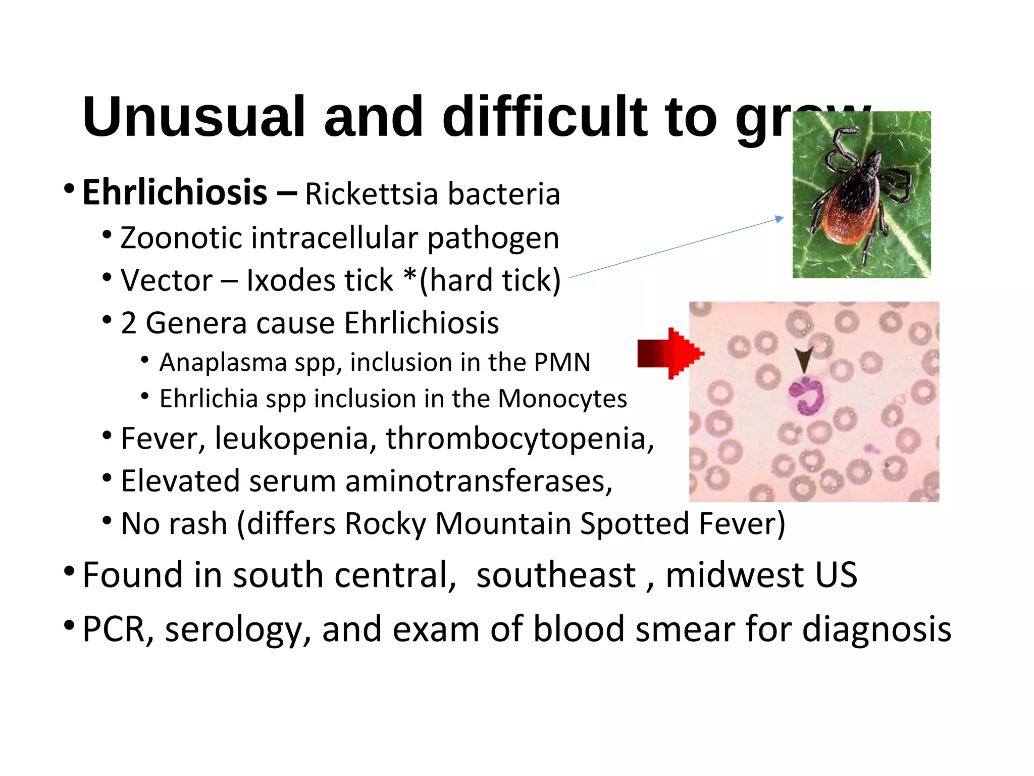 Unusual and difficult to grow
•Ehrlichiosis – Rickettsia bacteria
• Zoonotic intracellular pathogen
• Vector – Ixodes tick *(hard tick)
• 2 Genera cause Ehrlichiosis
• Anaplasma spp, inclusion in the PMN
• Ehrlichia spp inclusion in the Monocytes
• Fever, leukopenia, thrombocytopenia,
• Elevated serum aminotransferases,
• No rash (differs Rocky Mountain Spotted Fever)
•Found in south central, southeast , midwest US
•PCR, serology, and exam of blood smear for diagnosis
 