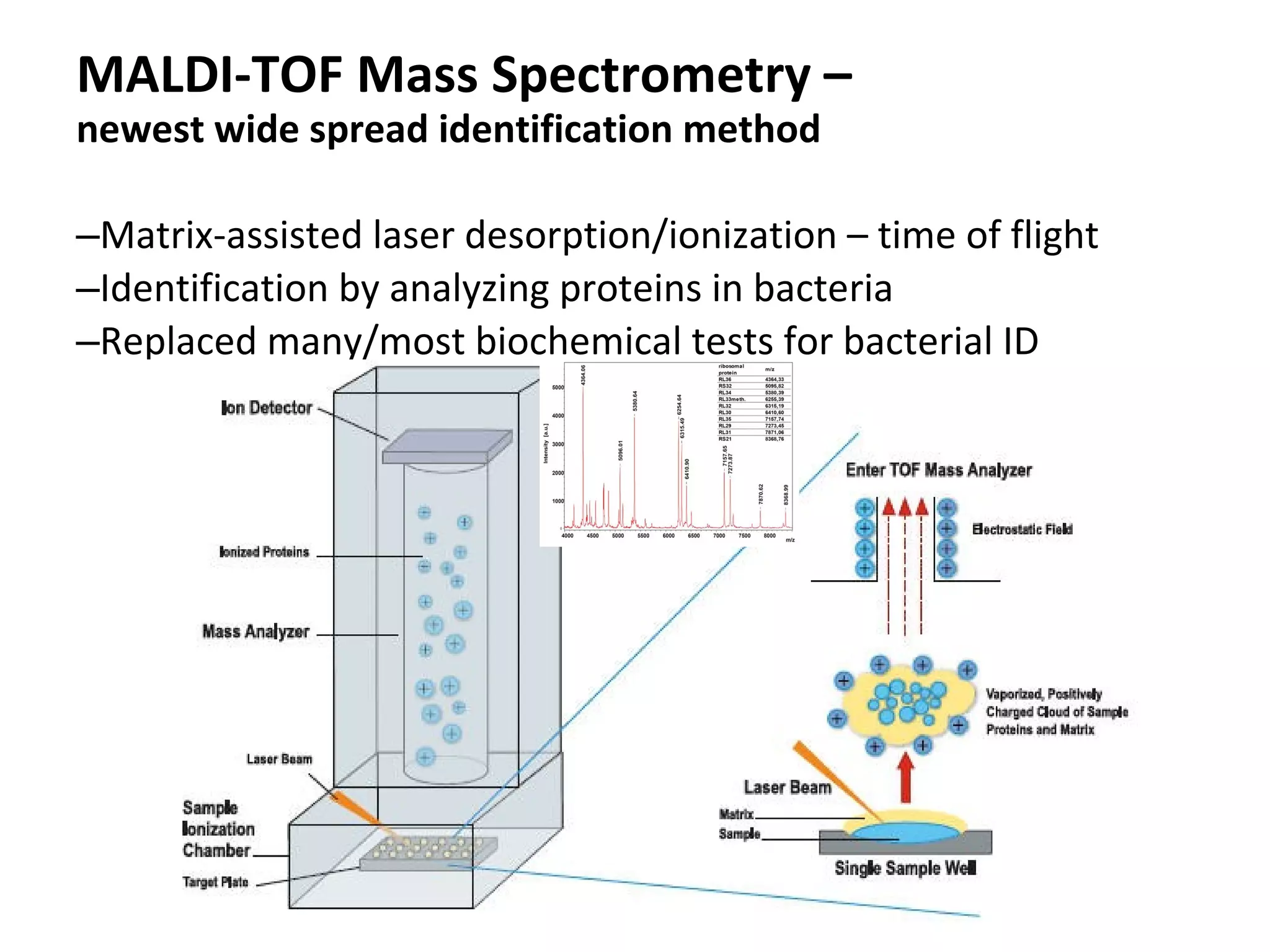 MALDI-TOF Mass Spectrometry –
newest wide spread identification method
–Matrix-assisted laser desorption/ionization – time of flight
–Identification by analyzing proteins in bacteria
–Replaced many/most biochemical tests for bacterial ID
 