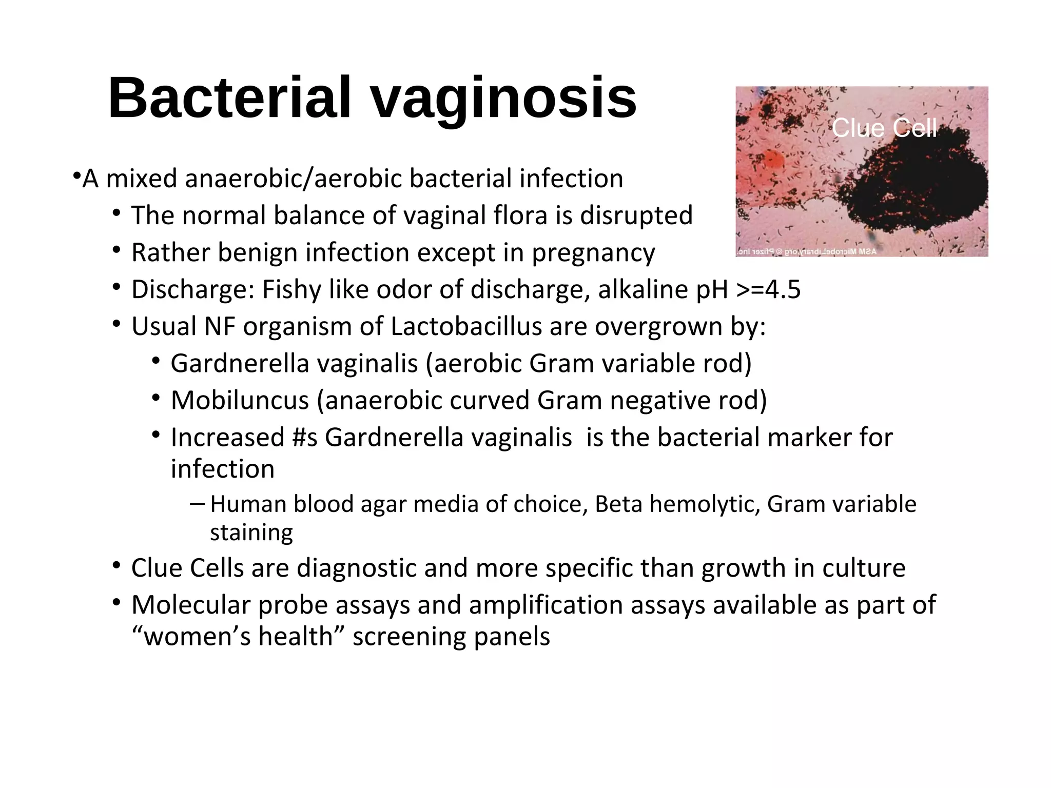 Bacterial vaginosis
•A mixed anaerobic/aerobic bacterial infection
• The normal balance of vaginal flora is disrupted
• Rather benign infection except in pregnancy
• Discharge: Fishy like odor of discharge, alkaline pH >=4.5
• Usual NF organism of Lactobacillus are overgrown by:
• Gardnerella vaginalis (aerobic Gram variable rod)
• Mobiluncus (anaerobic curved Gram negative rod)
• Increased #s Gardnerella vaginalis is the bacterial marker for
infection
– Human blood agar media of choice, Beta hemolytic, Gram variable
staining
• Clue Cells are diagnostic and more specific than growth in culture
• Molecular probe assays and amplification assays available as part of
“women’s health” screening panels
Clue Cell
 