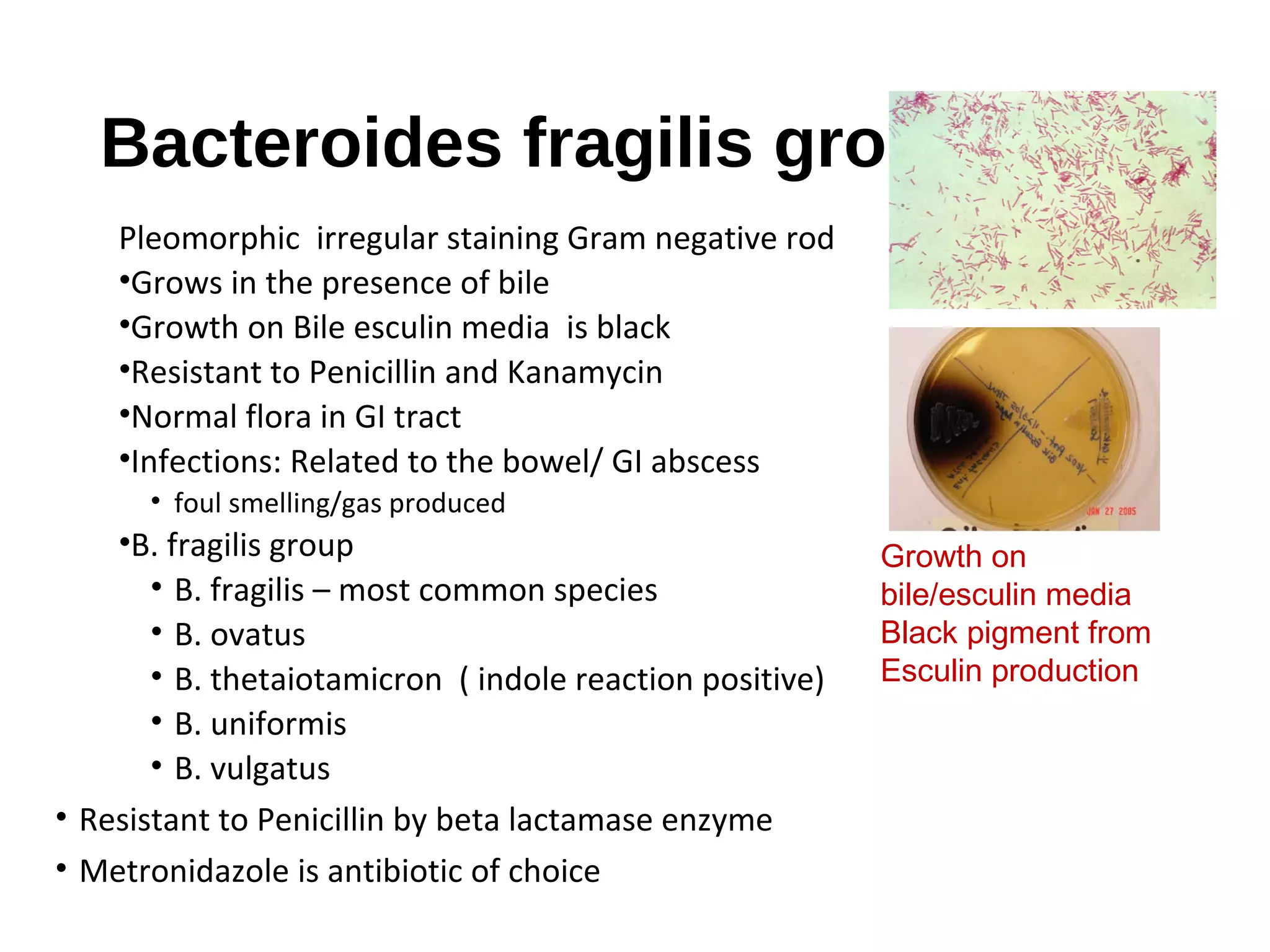 Bacteroides fragilis group
Pleomorphic irregular staining Gram negative rod
•Grows in the presence of bile
•Growth on Bile esculin media is black
•Resistant to Penicillin and Kanamycin
•Normal flora in GI tract
•Infections: Related to the bowel/ GI abscess
• foul smelling/gas produced
•B. fragilis group
• B. fragilis – most common species
• B. ovatus
• B. thetaiotamicron ( indole reaction positive)
• B. uniformis
• B. vulgatus
• Resistant to Penicillin by beta lactamase enzyme
• Metronidazole is antibiotic of choice
Growth on
bile/esculin media
Black pigment from
Esculin production
 