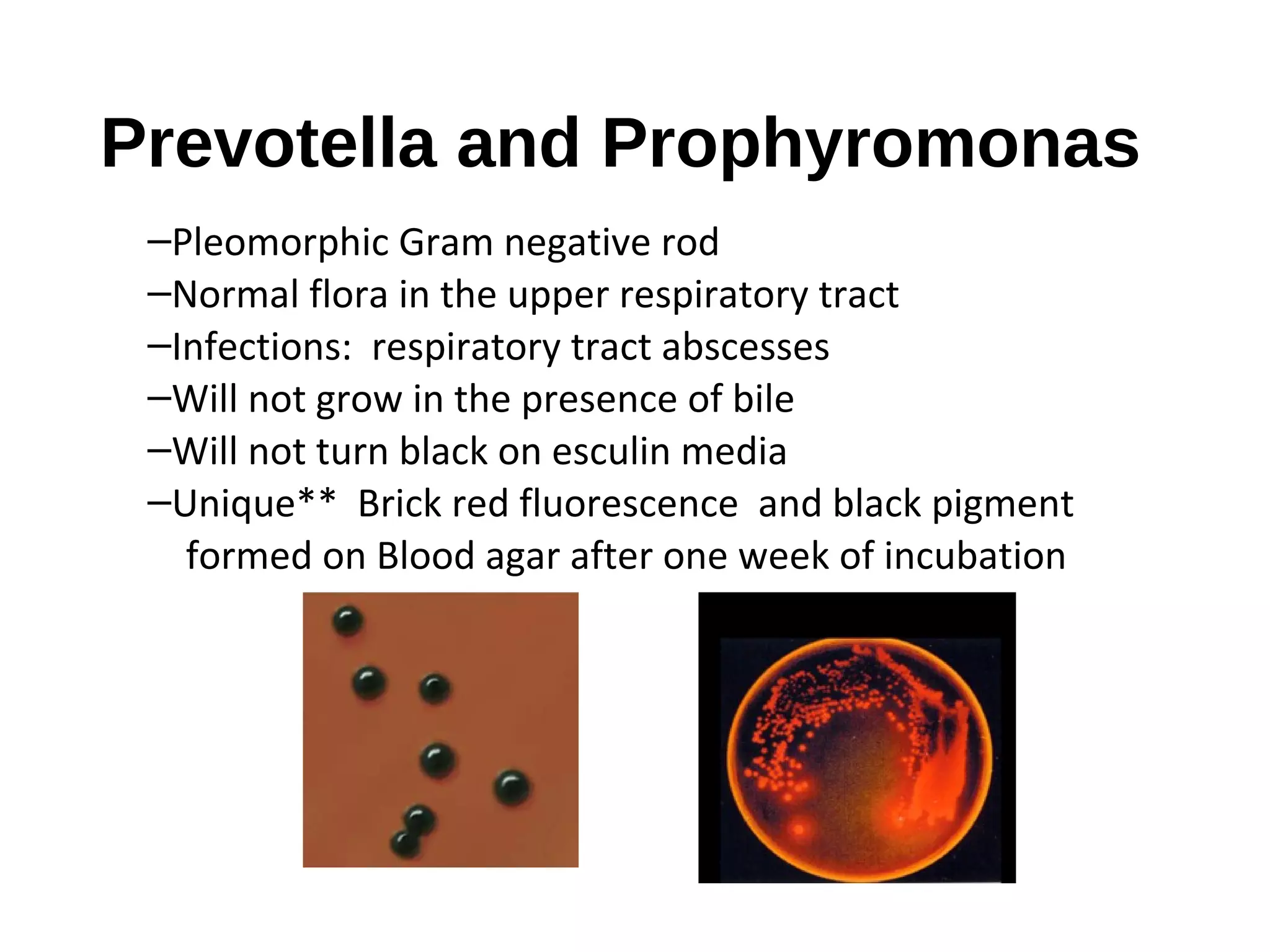 Prevotella and Prophyromonas
–Pleomorphic Gram negative rod
–Normal flora in the upper respiratory tract
–Infections: respiratory tract abscesses
–Will not grow in the presence of bile
–Will not turn black on esculin media
–Unique** Brick red fluorescence and black pigment
formed on Blood agar after one week of incubation
 
