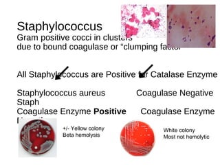 Staphylococcus
Gram positive cocci in clusters
due to bound coagulase or “clumping factor”
All Staphylococcus are Positive...