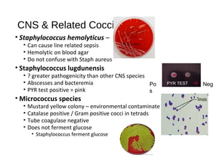 CNS & Related Cocci
• Staphylococcus hemolyticus –
• Can cause line related sepsis
• Hemolytic on blood agar
• Do not confuse with Staph aureus
• Staphylococcus lugdunensis
• ? greater pathogenicity than other CNS species
• Abscesses and bacteremia
• PYR test positive = pink
• Micrococcus species
• Mustard yellow colony – environmental contaminate
• Catalase positive / Gram positive cocci in tetrads
• Tube coagulase negative
• Does not ferment glucose
• Staphylococcus ferment glucose
Po
s
NegPYR TEST
 