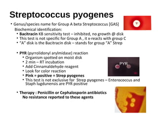 Streptococcus pyogenes
• Genus/species name for Group A beta Streptococcus [GAS]
Biochemical identification:
• Bacitracin KB sensitivity test – inhibited, no growth @ disk
• This test is not specific for Group A , it x-reacts with group C
• “A” disk is the Bacitracin disk – stands for group “A” Strep
• PYR (pyrrolidonyl arylmidase) reaction
• Organism spotted on moist disk
• 2 min – RT incubation
• Add Cinnamaldehyde reagent
• Look for color reaction
• Pink = positive = Strep pyogenes
• This test is not exclusive for Strep pyogenes – Enterococcus and
Staph lugdunensis are PYR positive
• Therapy : Penicillin or Cephalosporin antibiotics
No resistance reported to these agents
PYR
 