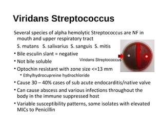 Viridans Streptococcus
Several species of alpha hemolytic Streptococcus are NF in
mouth and upper respiratory tract
S. mutans S. salivarius S. sanguis S. mitis
• Bile esculin slant = negative
• Not bile soluble
• Optochin resistant with zone size <=13 mm
• Ethylhydrocupreine hydrochloride
• Cause 30 – 40% cases of sub acute endocarditis/native valve
• Can cause abscess and various infections throughout the
body in the immune suppressed host
• Variable susceptibility patterns, some isolates with elevated
MICs to Penicillin
Viridans Streptococcus
 