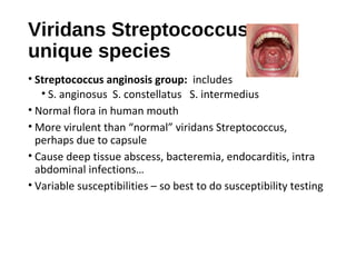 Viridans Streptococcus
unique species
• Streptococcus anginosis group: includes
• S. anginosus S. constellatus S. intermed...