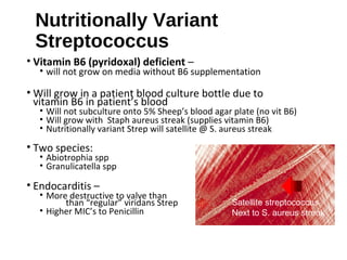 Nutritionally Variant
Streptococcus
• Vitamin B6 (pyridoxal) deficient –
• will not grow on media without B6 supplementation
• Will grow in a patient blood culture bottle due to
vitamin B6 in patient’s blood
• Will not subculture onto 5% Sheep’s blood agar plate (no vit B6)
• Will grow with Staph aureus streak (supplies vitamin B6)
• Nutritionally variant Strep will satellite @ S. aureus streak
• Two species:
• Abiotrophia spp
• Granulicatella spp
• Endocarditis –
• More destructive to valve than
than “regular” viridans Strep
• Higher MIC’s to Penicillin
Satellite streptococcus
Next to S. aureus streak
 