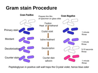 Gram stain Procedure
1 minute
Rinse
Primary stain
Mordant
1 minute
Rinse
5-10 seconds
Rinse
Decolorization
Counter stain
1 minute
Rinse
Peptidoglycan in positive cell wall traps the Crystal violet, hence blue color
Prepare thin film
of specimen on glass slide
Heat or methanol
 