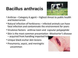 Bacillus anthracis
• Anthrax – Category A agent – highest threat to public health
and bioterrorism
• Natural infection of ...