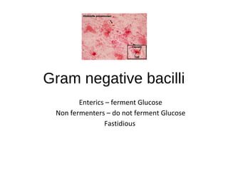 Gram negative bacilli
Enterics – ferment Glucose
Non fermenters – do not ferment Glucose
Fastidious
 