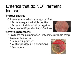 Enterics that do NOT ferment
lactose!
•Proteus species
Colonies swarm in layers on agar surface
• Proteus vulgaris – indol...