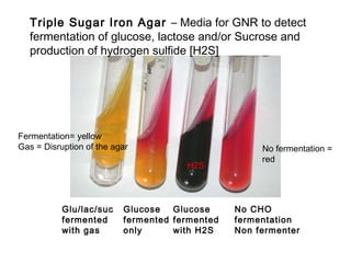 Glu/lac/suc
fermented
with gas
Glucose
fermented
only
Glucose
fermented
with H2S
No CHO
fermentation
Non fermenter
Triple Sugar Iron Agar – Media for GNR to detect
fermentation of glucose, lactose and/or Sucrose and
production of hydrogen sulfide [H2S]
Fermentation= yellow
Gas = Disruption of the agar
H2S
No fermentation =
red
 