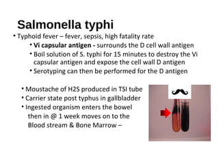 Salmonella typhi
• Typhoid fever – fever, sepsis, high fatality rate
• Vi capsular antigen - surrounds the D cell wall antigen
• Boil solution of S. typhi for 15 minutes to destroy the Vi
capsular antigen and expose the cell wall D antigen
• Serotyping can then be performed for the D antigen
• Moustache of H2S produced in TSI tube
• Carrier state post typhus in gallbladder
• Ingested organism enters the bowel
then in @ 1 week moves on to the
Blood stream & Bone Marrow –
 