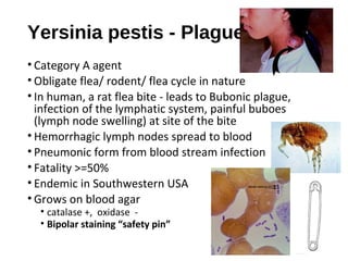 Yersinia pestis - Plague
• Category A agent
• Obligate flea/ rodent/ flea cycle in nature
• In human, a rat flea bite - leads to Bubonic plague,
infection of the lymphatic system, painful buboes
(lymph node swelling) at site of the bite
• Hemorrhagic lymph nodes spread to blood
• Pneumonic form from blood stream infection
• Fatality >=50%
• Endemic in Southwestern USA
• Grows on blood agar
• catalase +, oxidase -
• Bipolar staining “safety pin”
 