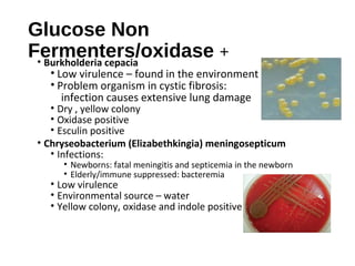 Glucose Non
Fermenters/oxidase +
• Burkholderia cepacia
• Low virulence – found in the environment
• Problem organism in cystic fibrosis:
infection causes extensive lung damage
• Dry , yellow colony
• Oxidase positive
• Esculin positive
• Chryseobacterium (Elizabethkingia) meningosepticum
• Infections:
• Newborns: fatal meningitis and septicemia in the newborn
• Elderly/immune suppressed: bacteremia
• Low virulence
• Environmental source – water
• Yellow colony, oxidase and indole positive
 