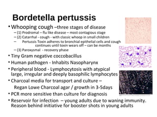 Bordetella pertussis
•Whooping cough –three stages of disease
– (1) Prodromal – flu like disease – most contagious stage
– (2) Catarrhal - cough - with classic whoop in small children
– Pertussis Toxin adheres to bronchial epithelial cells and cough
continues until toxin wears off – can be months
– (3) Paroxysmal - recovery phase
• Tiny Gram negative coccobacillus
• Human pathogen - Inhabits Nasopharynx
• Peripheral blood - Lymphocytosis with atypical
large, irregular and deeply basophilic lymphocytes
• Charcoal media for transport and culture –
Regan Lowe Charcoal agar / growth in 3-5days
• PCR more sensitive than culture for diagnosis
• Reservoir for infection – young adults due to waning immunity.
Reason behind initiative for booster shots in young adults
 