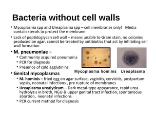 Bacteria without cell walls
• Mycoplasma spp and Ureaplasma spp – cell membranes only! Media
contain sterols to protect the membrane
• Lack of peptidoglycan cell wall – means unable to Gram stain, no colonies
produced on agar, cannot be treated by antibiotics that act by inhibiting cell
wall formation
• M. pneumoniae –
• Community acquired pneumonia
• PCR for diagnosis
• Presence of cold agglutinins
• Genital mycoplasmas
• M. hominis – fried egg on agar surface, vaginitis, cervicitis, postpartum
sepsis, neonatal infections , pre rupture of membranes
• Ureaplasma urealyticum – Dark metal-type appearance, rapid urea
hydrolysis in broth, NGU & upper genital tract infection, spontaneous
abortion, neonatal infections
• PCR current method for diagnosis
UreaplasmaMycoplasma hominis
 