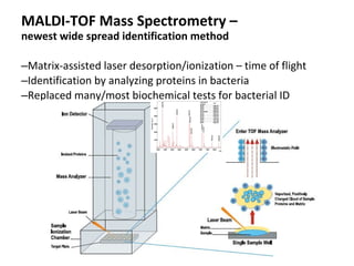 MALDI-TOF Mass Spectrometry –
newest wide spread identification method
–Matrix-assisted laser desorption/ionization – time...