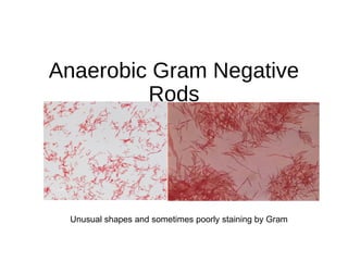 Anaerobic Gram Negative
Rods
Unusual shapes and sometimes poorly staining by Gram
 