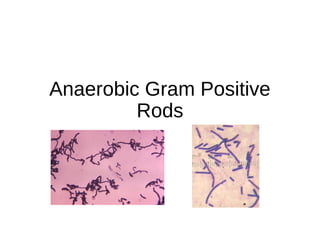 Anaerobic Gram Positive
Rods
 