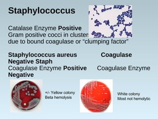 Staphylococcus
Catalase Enzyme Positive
Gram positive cocci in clusters
due to bound coagulase or “clumping factor”
Staphylococcus aureus Coagulase
Negative Staph
Coagulase Enzyme Positive Coagulase Enzyme
Negative
+/- Yellow colony
Beta hemolysis
White colony
Most not hemolytic
 