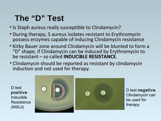 The “D” Test
• Is Staph aureus really susceptible to Clindamycin?Is Staph aureus really susceptible to Clindamycin?
• During therapy, S aureus isolates resistant to ErythromycinDuring therapy, S aureus isolates resistant to Erythromycin
possess enzymes capable of inducing Clindamycin resistancepossess enzymes capable of inducing Clindamycin resistance
• Kirby Bauer zone around Clindamycin will be blunted to form aKirby Bauer zone around Clindamycin will be blunted to form a
“D” shape, if Clindamycin can be induced by Erythromycin to“D” shape, if Clindamycin can be induced by Erythromycin to
be resistant – so calledbe resistant – so called INDUCIBLE RESISTANCEINDUCIBLE RESISTANCE..
• Clindamycin should be reported as resistant by clindamycinClindamycin should be reported as resistant by clindamycin
induction and not used for therapy.induction and not used for therapy.
D test
positive
Inducible
Resistance
(MSLb)
D test negative
Clindamycin can
be used for
therapy
 