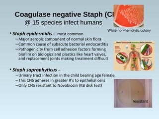 Coagulase negative Staph (CNS)
@ 15 species infect humans
• Staph epidermidis – most common
–Major aerobic component of normal skin flora
–Common cause of subacute bacterial endocarditis
–Pathogenicity from cell adhesion factors forming
biofilm on biologics and plastics like heart valves, Catheters
and replacement joints making treatment difficult
• Staph saprophyticus –
–Urinary tract infection in the child bearing age female,
–This CNS adheres in greater #’s to epithelial cells
–Only CNS resistant to Novobiocin (KB disk test)
White non-hemolytic colony
resistant
 