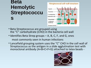 Beta
Hemolytic
Streptococcu
s
• Beta Streptococcus are grouped using
the “C” carbohydrate (CHO) in the bacteria cell wall
• Identifies Beta Strep groups – A, B, C, F, and G, ones
most commonly seen in human infections
• Lancefield grouping system uses the “C” CHO in the cell wall of
Streptococcus as the antigen in a slide agglutination test with
monoclonal antibody (A<B<C<F<G) attached to latex beads -
+
-
 