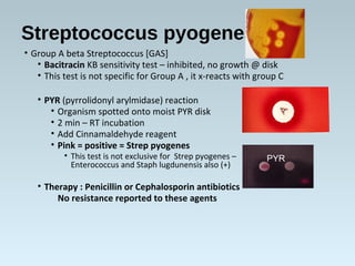 Streptococcus pyogenes
• Group A beta Streptococcus [GAS]
• Bacitracin KB sensitivity test – inhibited, no growth @ disk
• This test is not specific for Group A , it x-reacts with group C
• PYR (pyrrolidonyl arylmidase) reaction
• Organism spotted onto moist PYR disk
• 2 min – RT incubation
• Add Cinnamaldehyde reagent
• Pink = positive = Strep pyogenes
• This test is not exclusive for Strep pyogenes –
Enterococcus and Staph lugdunensis also (+)
• Therapy : Penicillin or Cephalosporin antibiotics
No resistance reported to these agents
PYR
 