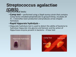 Streptococcus agalactiae
(GBS)• Biochemical tests:
–Camp test – performed using a Staph aureus strain that contains
Camp factor streaked perpendicular to group B Strep, incubate 24
hr. / intensifies toxin production and produces arrow shaped
hemolysis
–Rapid hippurate hydrolysis –
–Hippurate hydrolysis test is used to detect the ability of bacteria to
hydrolyse hippurate into glycine and benzoic acid by action of
hippuricase enzyme present in bacteria – 4 hour test
pos
Staph aureus
Strep group B
Camp TestHippurate Hydrolysis
 