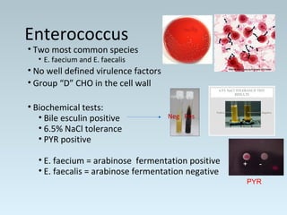 • Two most common species
• E. faecium and E. faecalis
• No well defined virulence factors
• Group “D” CHO in the cell wall
• Biochemical tests:
• Bile esculin positive
• 6.5% NaCl tolerance
• PYR positive
• E. faecium = arabinose fermentation positive
• E. faecalis = arabinose fermentation negative
Enterococcus
+ -
PYR
Neg Pos
 
