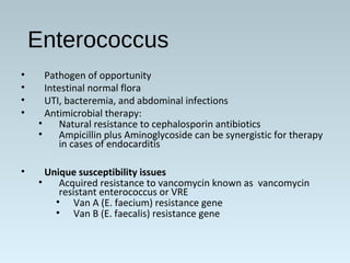 Enterococcus
• Pathogen of opportunity
• Intestinal normal flora
• UTI, bacteremia, and abdominal infections
• Antimicrobial therapy:
• Natural resistance to cephalosporin antibiotics
• Ampicillin plus Aminoglycoside can be synergistic for therapy
in cases of endocarditis
• Unique susceptibility issues
• Acquired resistance to vancomycin known as vancomycin
resistant enterococcus or VRE
• Van A (E. faecium) resistance gene
• Van B (E. faecalis) resistance gene
 