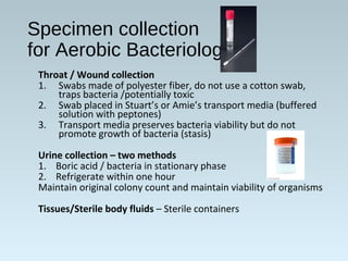 Specimen collection
for Aerobic Bacteriology
Throat / Wound collection
1. Swabs made of polyester fiber, do not use a cotton swab,
traps bacteria /potentially toxic
2. Swab placed in Stuart’s or Amie’s transport media (buffered
solution with peptones)
3. Transport media preserves bacteria viability but do not
promote growth of bacteria (stasis)
Urine collection – two methods
1. Boric acid / bacteria in stationary phase
2. Refrigerate within one hour
Maintain original colony count and maintain viability of organisms
Tissues/Sterile body fluids – Sterile containers
 
